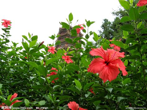 扶桑 花|扶桑花(扶桑花):形態特徵,生長習性,地理分布,主要品種,。